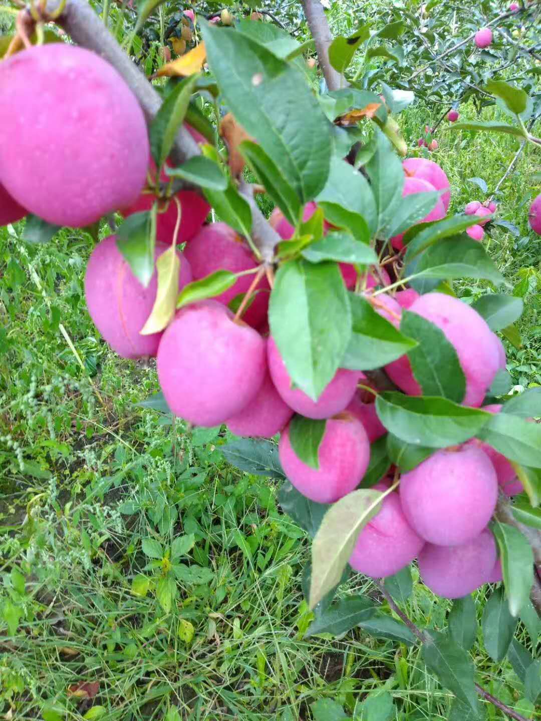 ������ʱ���������ǲ�(�й���)�ٷ���վ